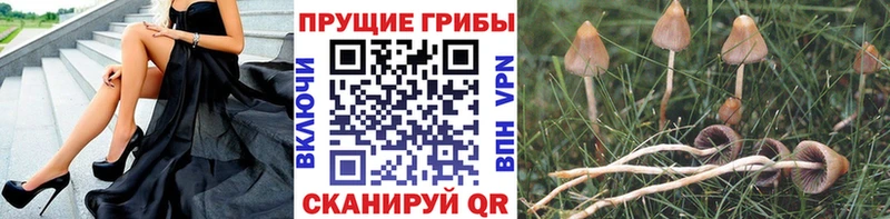 Галлюциногенные грибы прущие грибы  Сим 
